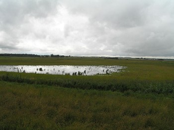 Woodwalton Fen Fields